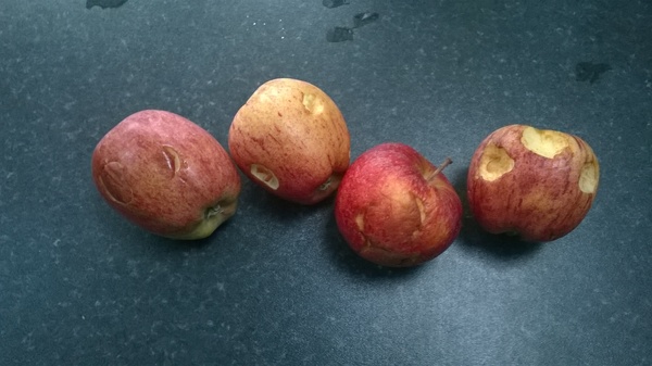 jan 2013- No, I will not have a new nappy