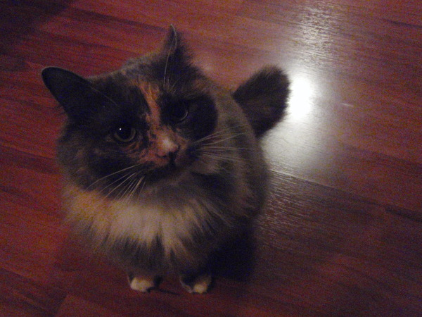 To think my cat is a vision of loveliness?