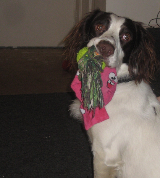 sorry more advice re: springer pup