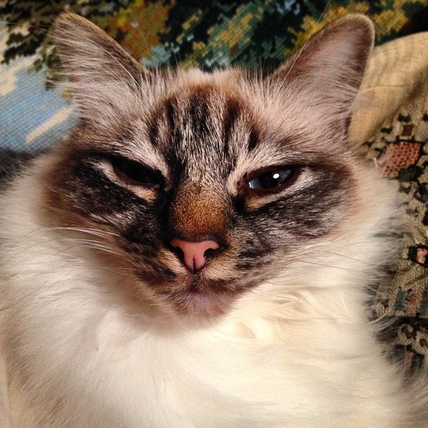 To think my cat is a vision of loveliness?
