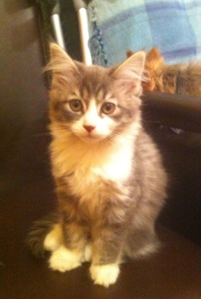 Kitten coming on Saturday!