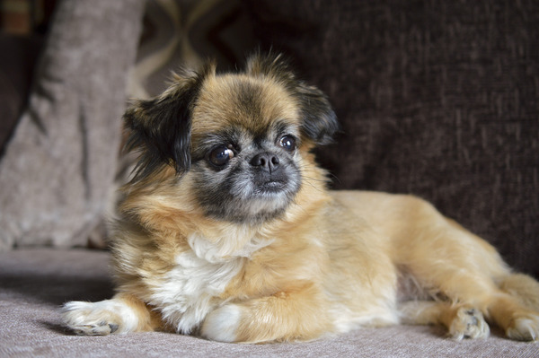 Who's your Doggy Sidekick? Share your love with #AnnieMovie and you could be in the chance of winning £150 worth of High Street Vouchers and a Sandy Plush Toy! NOW CLOSED
