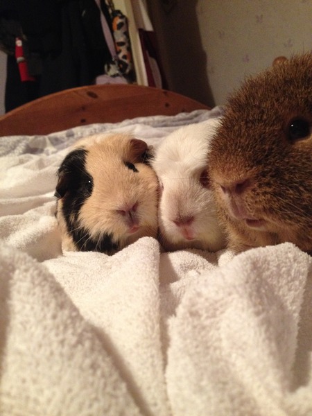 GP3 - the saga continues :(  "Super Furry Animals Thread