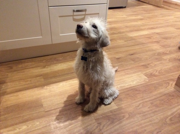 What breed is my pup?