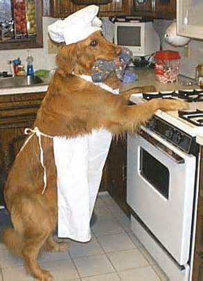 Dog and slow cooker