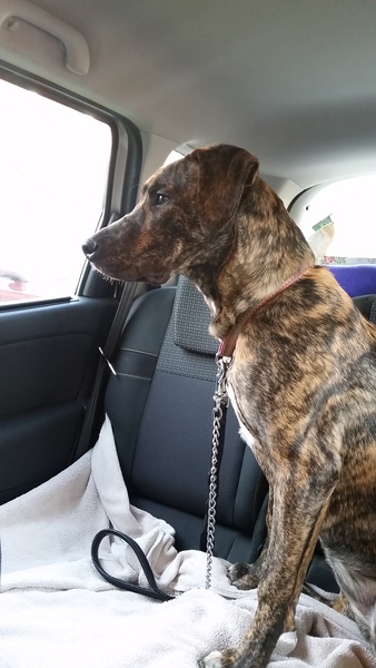 What breed do you think my dog is?