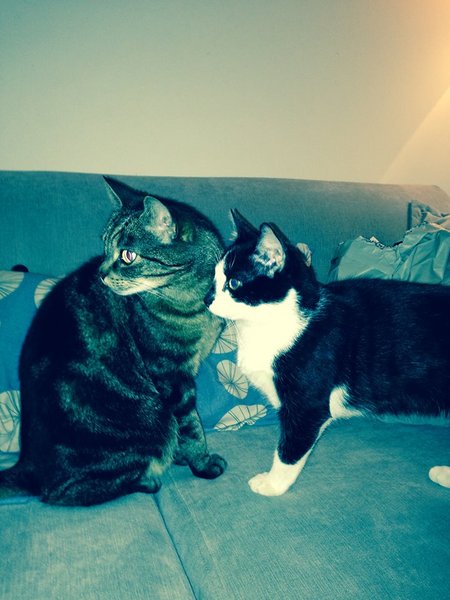 To think my cat is a vision of loveliness?