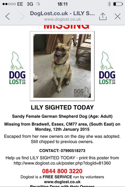 MISSING GERMAN SHEPHERD LILLY LAST SEEN MARKS TEY 18/1/2015