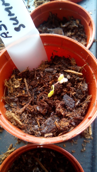 The 2015 Allotment / Veg Patch Thread - it's here!