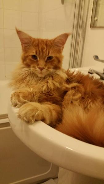 my cat likes to get into the toilet