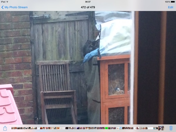 Cat photo thread of a different nature - come & play Catspotters!