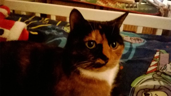 kittens - what are they like to live with