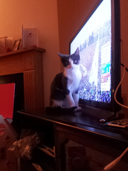 asking if anyone else has a demanding cat?