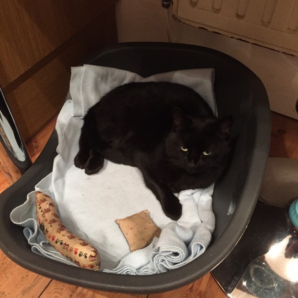 Cat photo thread of a different nature - come & play Catspotters!