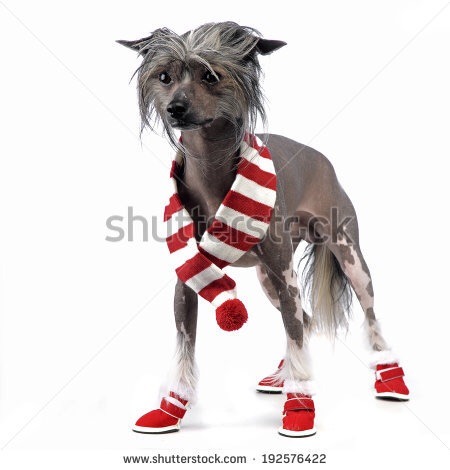 Hairless Dog