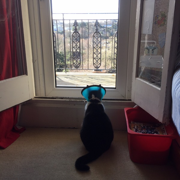 Cat photo thread of a different nature - come & play Catspotters!