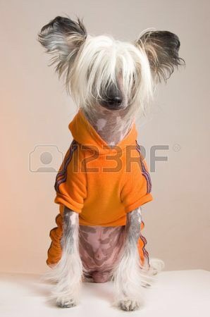 Hairless Dog