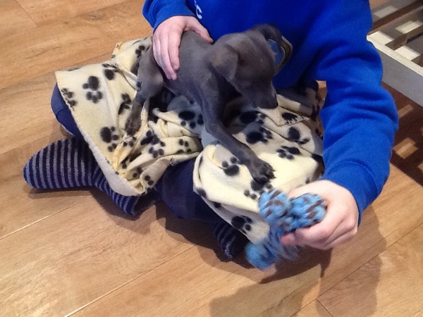 New whippet pup...first day at home
