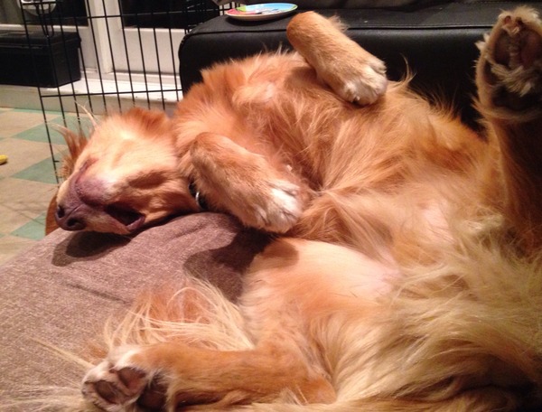 Why do dogs like sleeping on the sofa?