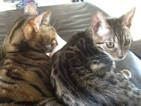 To think my cat is a vision of loveliness?