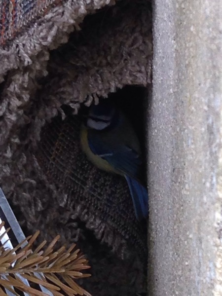 November 2012- Jingle Bells tantrums smell mummy needs some wine...