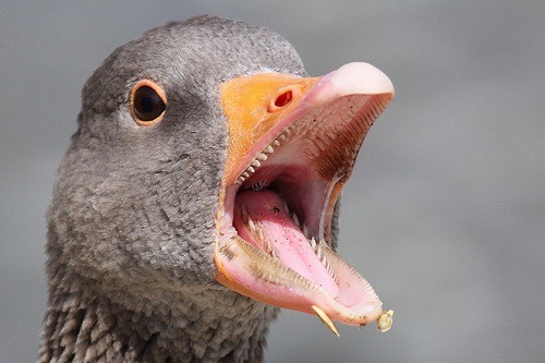 To think swans have no business having teeth?