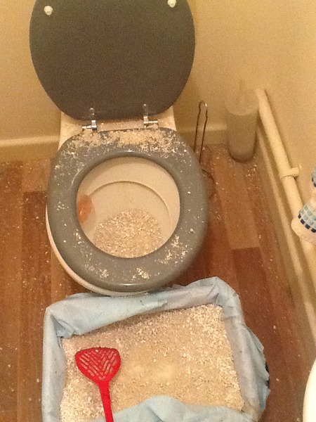 to ask where you keep your litter tray...