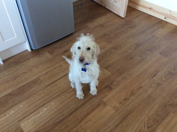 What breed is my pup?