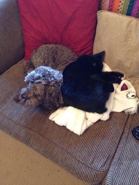 It is confirmed the small black one ruled the roost.