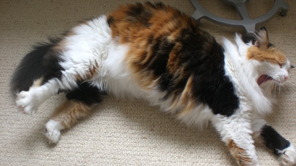 asking if anyone else has a demanding cat?