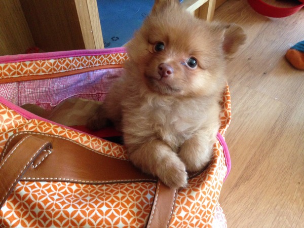 New puppy parents, come cheer me up!