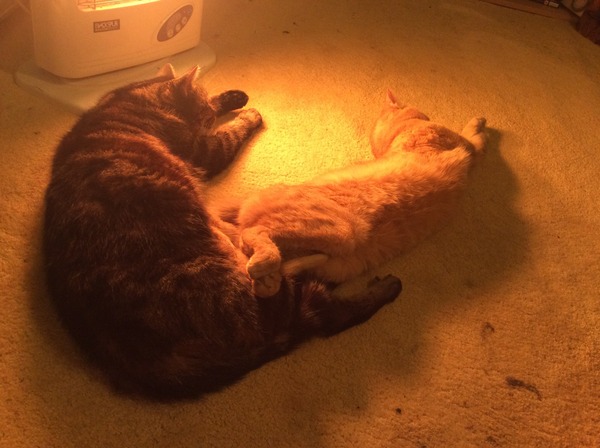 Cat photo thread of a different nature - come & play Catspotters!