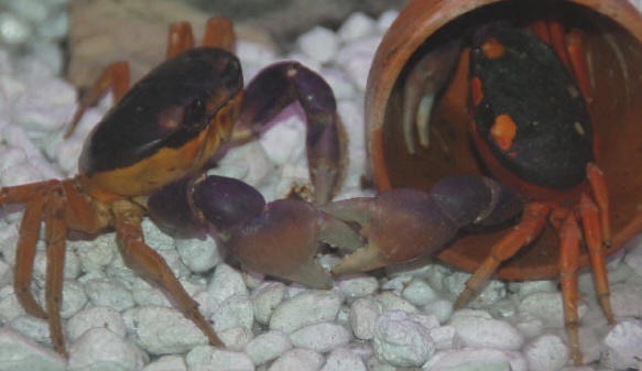 The Brave Babes Battle Bus - Starting the New Year in Fine Style