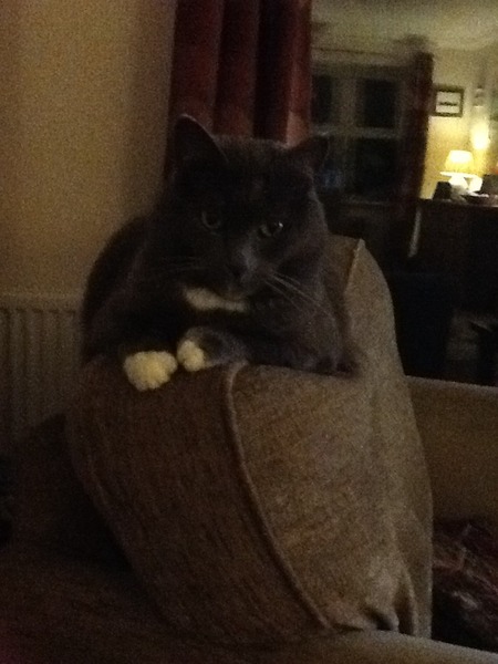Cat photo thread of a different nature - come & play Catspotters!