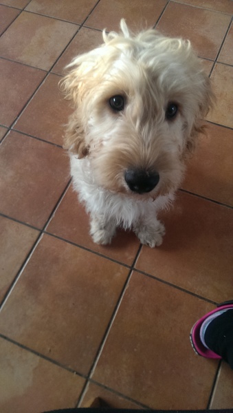 Cockapoo / a poodle, etc
