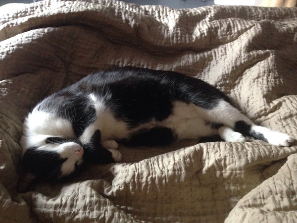Cat photo thread of a different nature - come & play Catspotters!