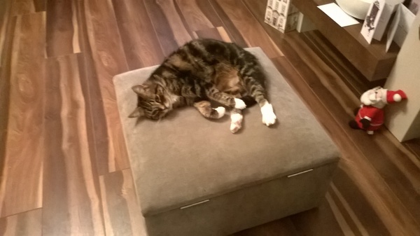 To think my cat is a vision of loveliness?