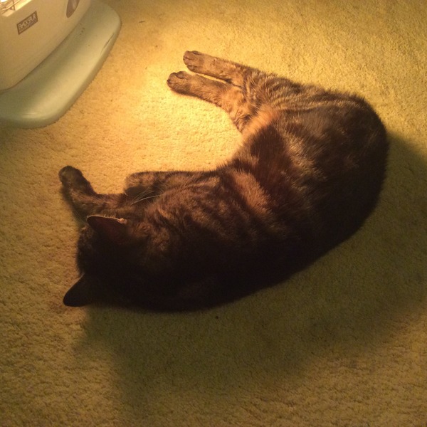 Cat photo thread of a different nature - come & play Catspotters!