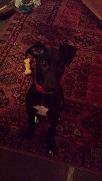 Help - a Lovely but heavily pregnant Lurcher turned up at my door today