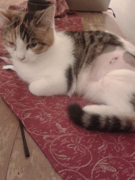 My cat goes to be spayed this week. How to make her comfortable after?