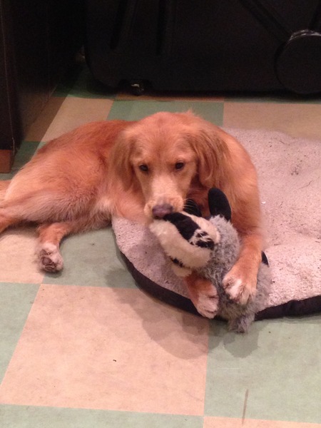 'there are easier breeds:' which ones?