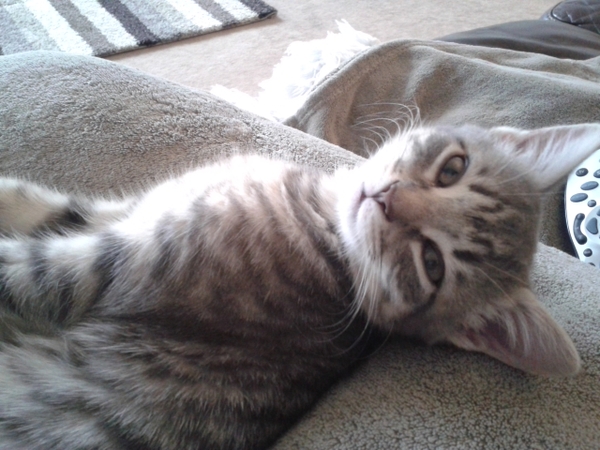 To think my cat is a vision of loveliness?