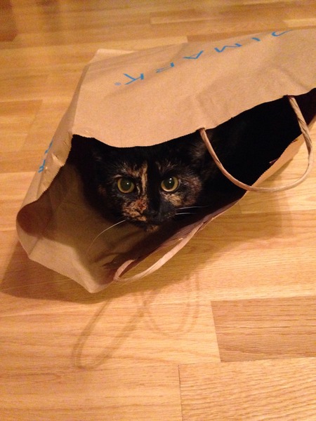 To think my cat is a vision of loveliness?