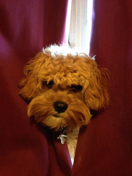 Cockapoo / a poodle, etc