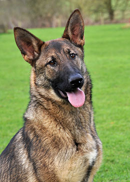 Adopting retired or 'failed ' police dogs