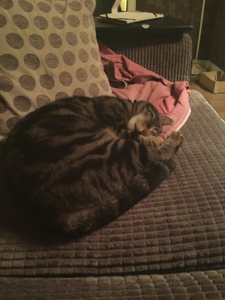 asking if anyone else has a demanding cat?