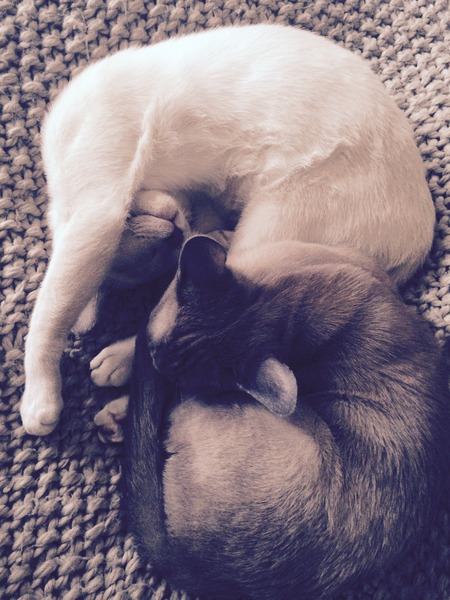 Cat photo thread of a different nature - come & play Catspotters!