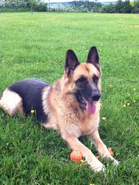 Degenerative Myelopathy - How do you know when it's time?