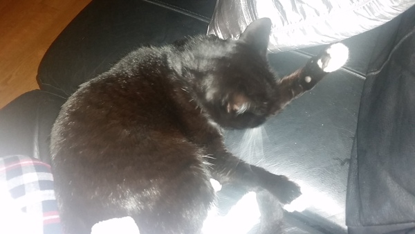 Cat photo thread of a different nature - come & play Catspotters!