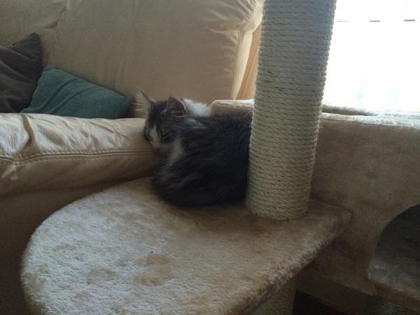 Just brought home new kitten!!